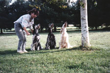 English Setter - 3 Setters