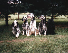 English Setter - 4 in yard