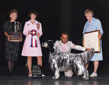 English Setter - CaRob Keystone Cabot