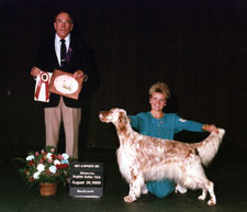 English Setter - Esquire Blizzard of CaRob