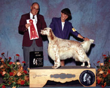 English Setter - CaRob Takin Care of Business