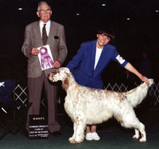 English Setter - Esquire Looney Tunes Taz