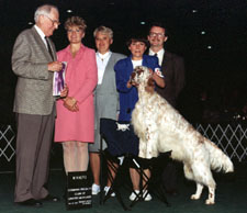 English Setter - Taz