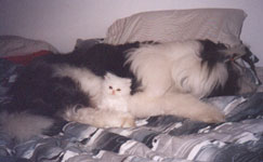 Spockcat.JPG (9888 bytes)