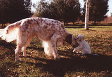 English Setter - Rogresta Lord Devereux and Son