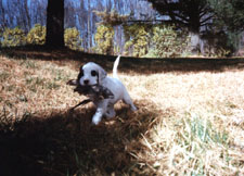 English Setter - keymags.jpg (17063 bytes)