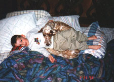 English Setter - 'Nurse' Killey
