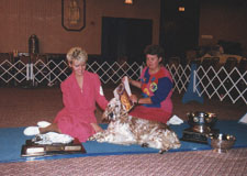 English Setter - Esquire Blizzard of CaRob