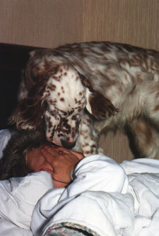 English Setter - libsue.jpg (19629 bytes)