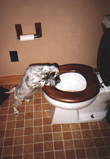 English Setter - noseypup.jpg (20088 bytes)