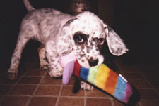 English Setter - Sizzle