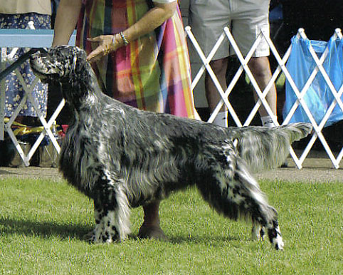 Ch. Monimar Dancin In The Moonlight